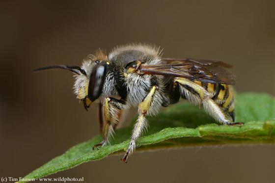 Anthidium manicatum (Linnaeus, 1758)
